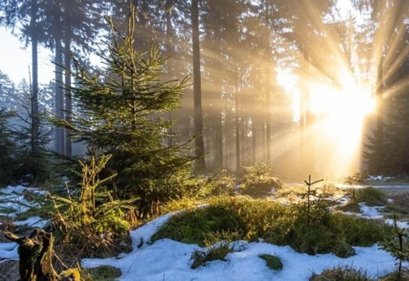 Раскрыта опасность теплой погоды в декабре