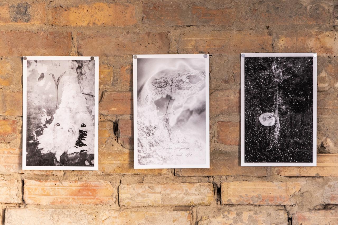 Под азербайджанским кураторством в Берлине объединили искусство, науку и экологию