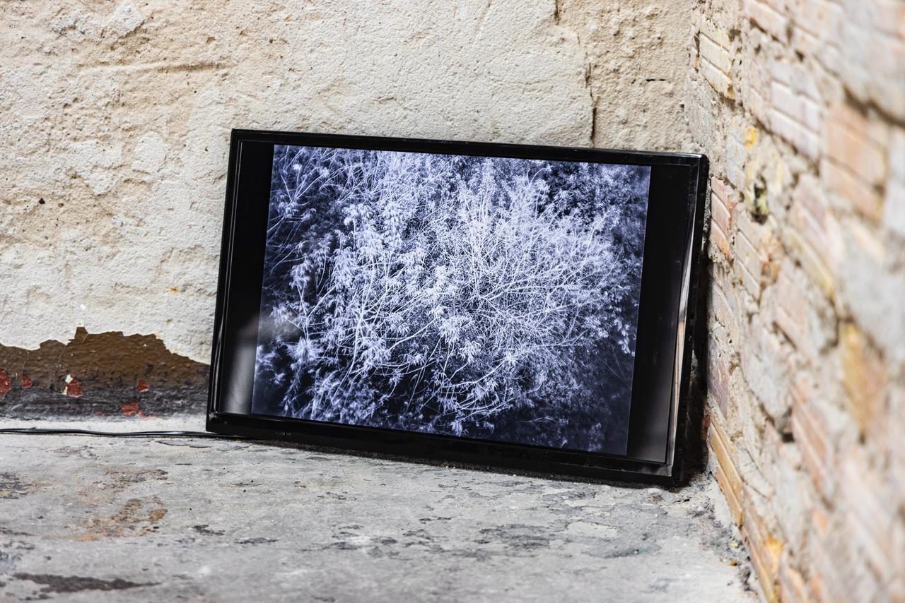 Под азербайджанским кураторством в Берлине объединили искусство, науку и экологию