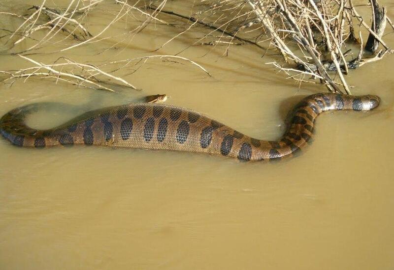 В Южной Америке нашли кости гигантских змей
