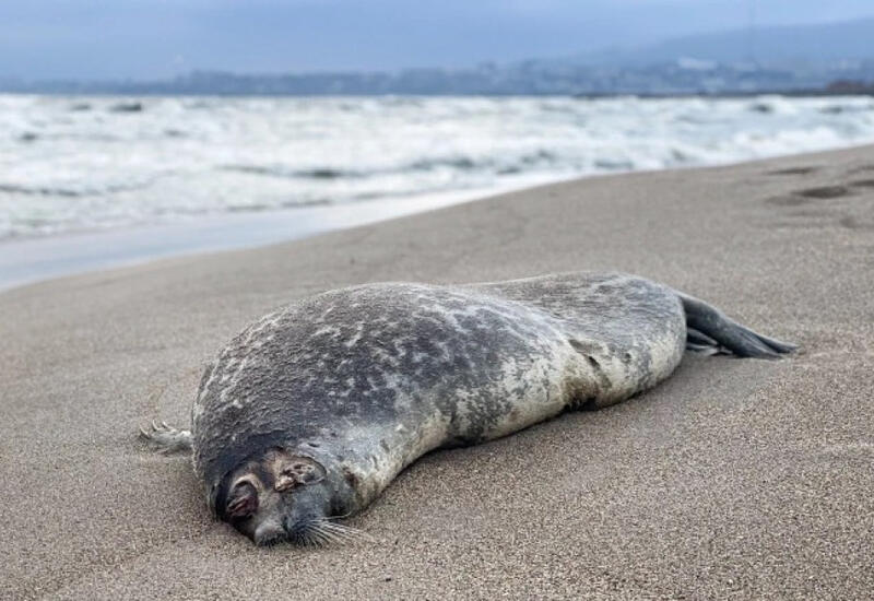 Ученые назвали основную причину гибели тюленей на Каспии