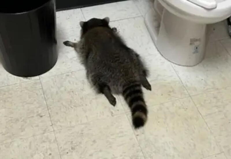 Енот устроил переполох в магазине в США