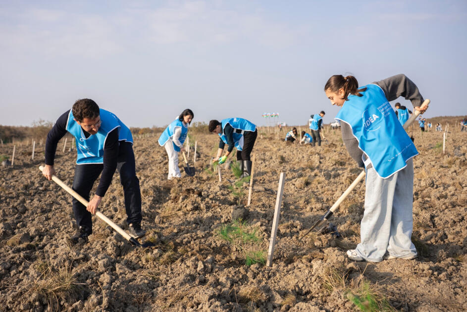 IDEA организовала очередные акции по посадке деревьев в Хачмазе и Шабране