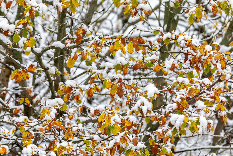 Волшебство двух сезонов в лесах Пиргули