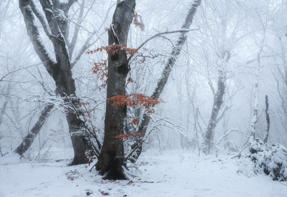 Волшебство двух сезонов в лесах Пиргули
