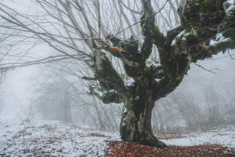 Волшебство двух сезонов в лесах Пиргули