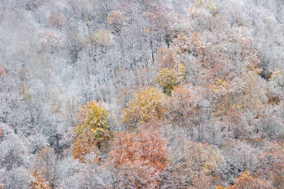 Волшебство двух сезонов в лесах Пиргули