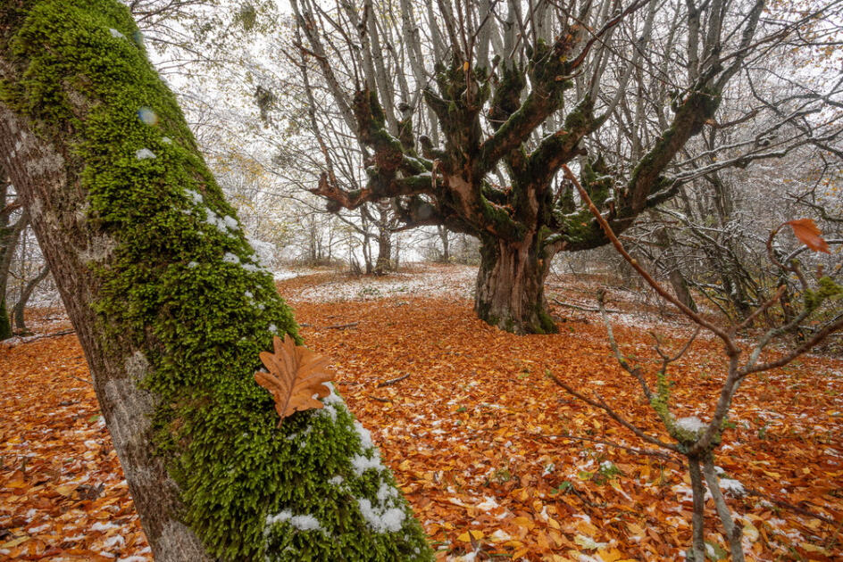 Волшебство двух сезонов в лесах Пиргули