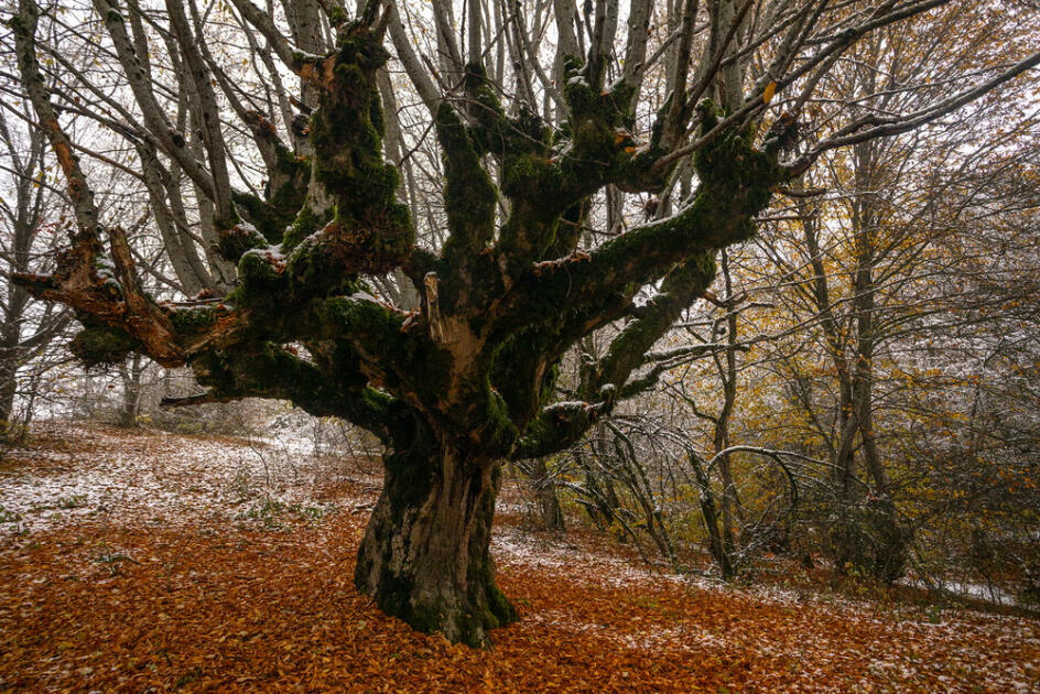 Волшебство двух сезонов в лесах Пиргули