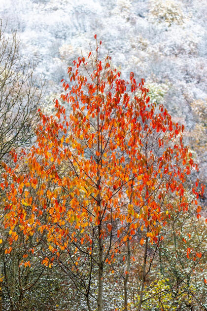 Волшебство двух сезонов в лесах Пиргули
