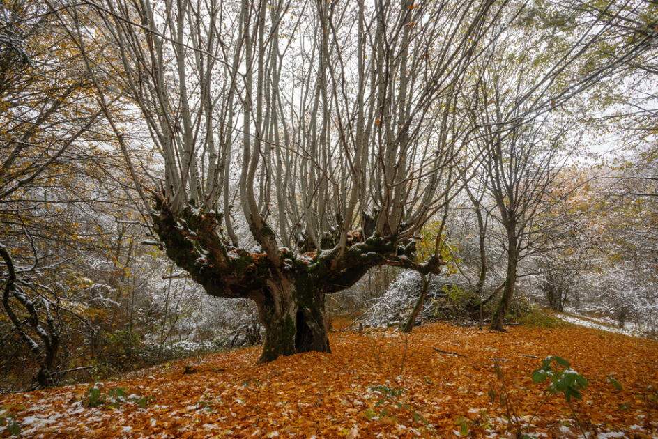 Волшебство двух сезонов в лесах Пиргули