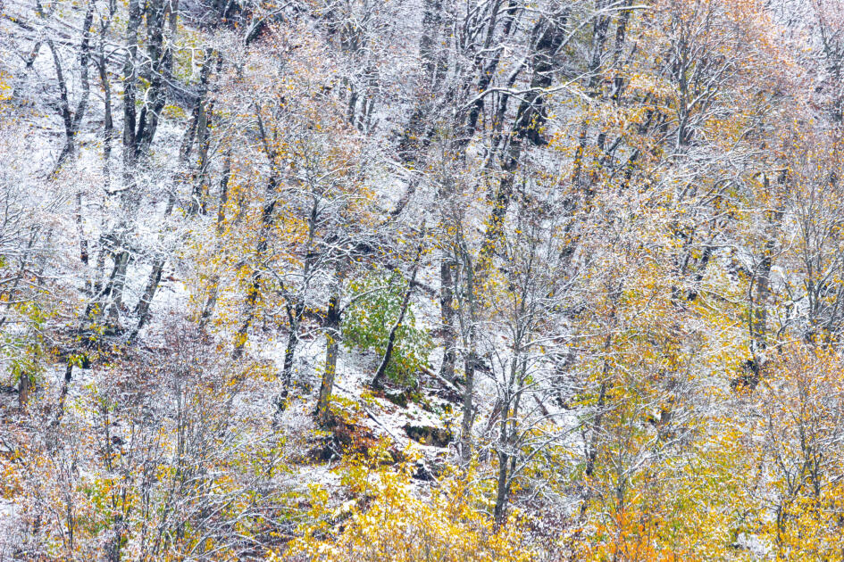 Волшебство двух сезонов в лесах Пиргули