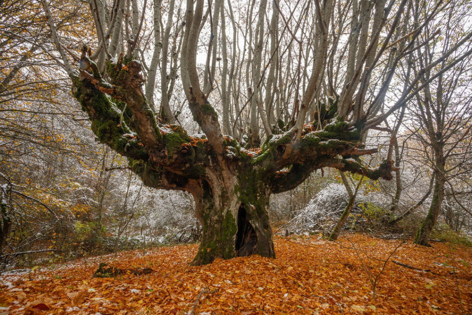 Волшебство двух сезонов в лесах Пиргули
