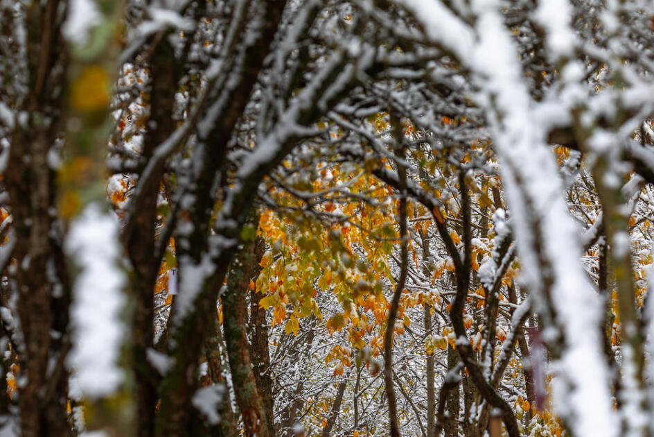 Волшебство двух сезонов в лесах Пиргули