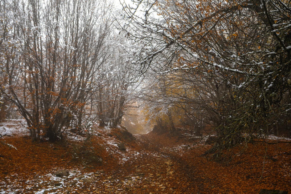 Волшебство двух сезонов в лесах Пиргули