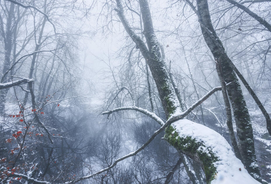 Волшебство двух сезонов в лесах Пиргули