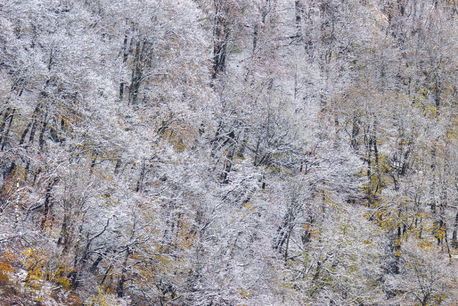 Волшебство двух сезонов в лесах Пиргули
