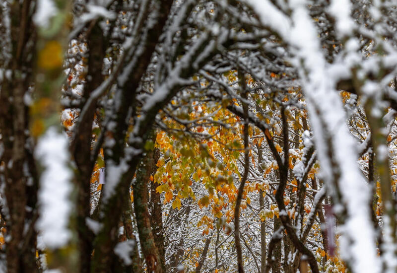 Волшебство двух сезонов в лесах Пиргули