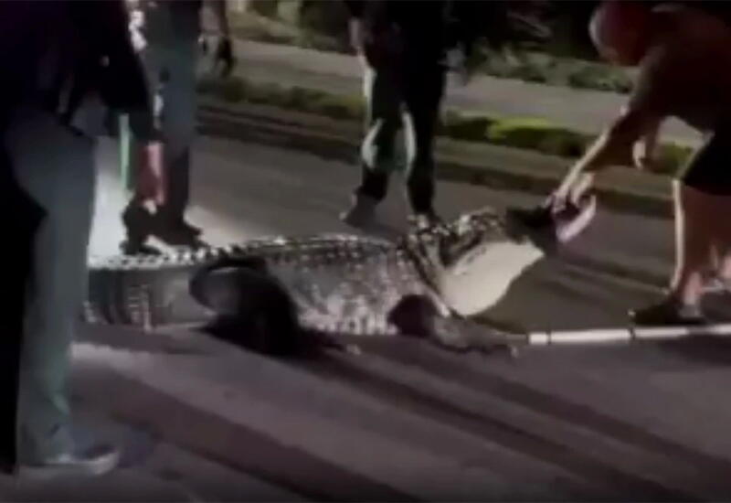 Аллигатор весом почти 300 кг заблокировал движение в США