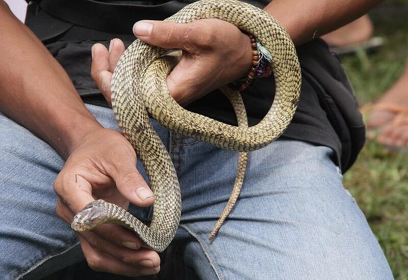 Мужчина сделал искусственное дыхание змее
