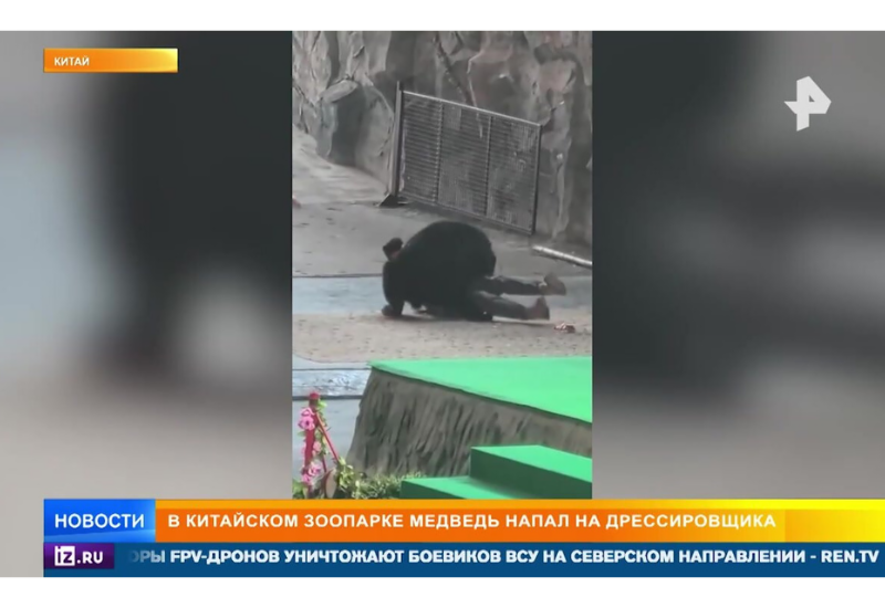 Медведь напал на дрессировщика в китайском зоопарке
