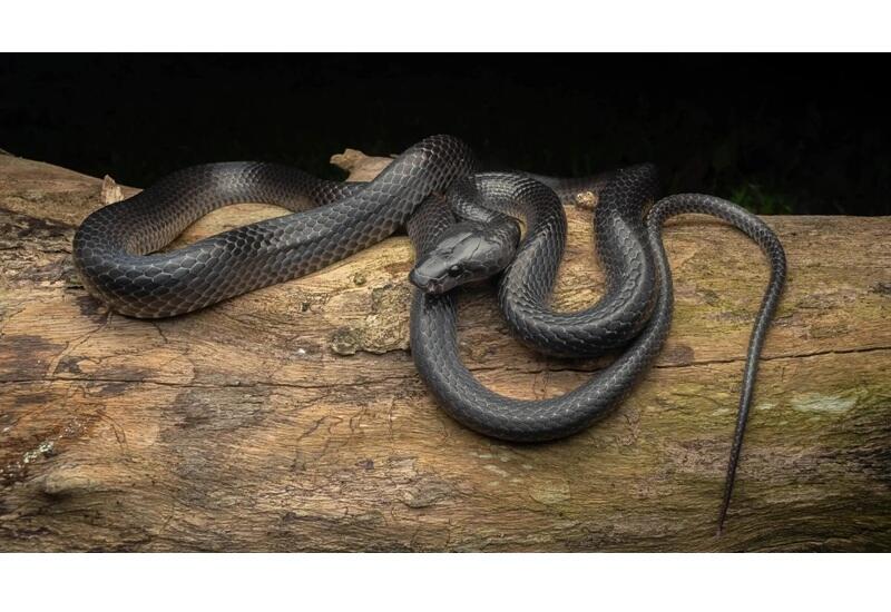 В сети показали черную змею нового для науки вида
