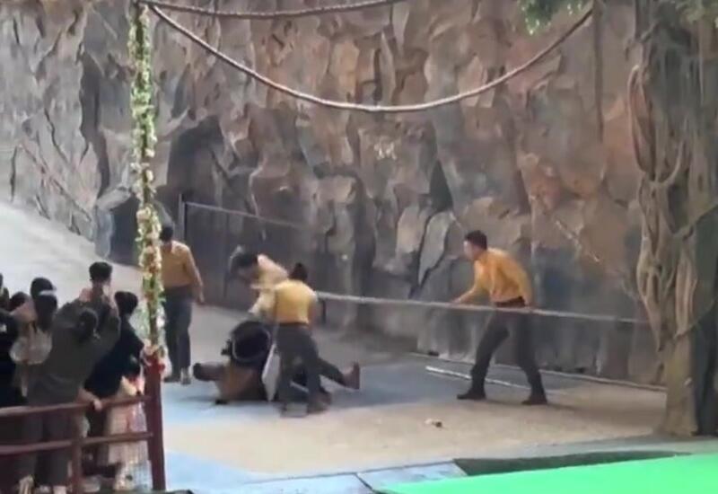 В Китае черный медведь напал на дрессировщика
