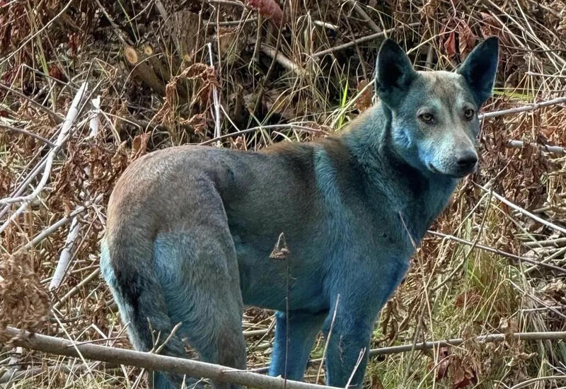 Ученый объяснил синий цвет собак в Чернобыле