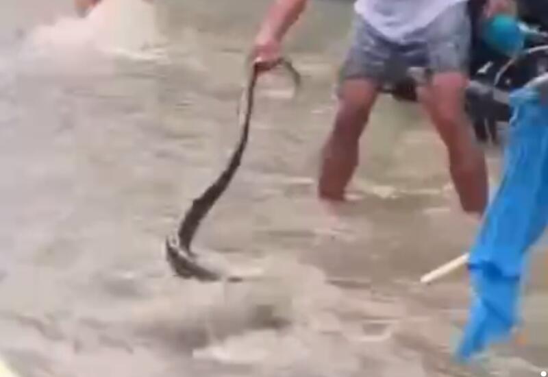 На Филиппинах спасли 5-метрового питона от наводнения