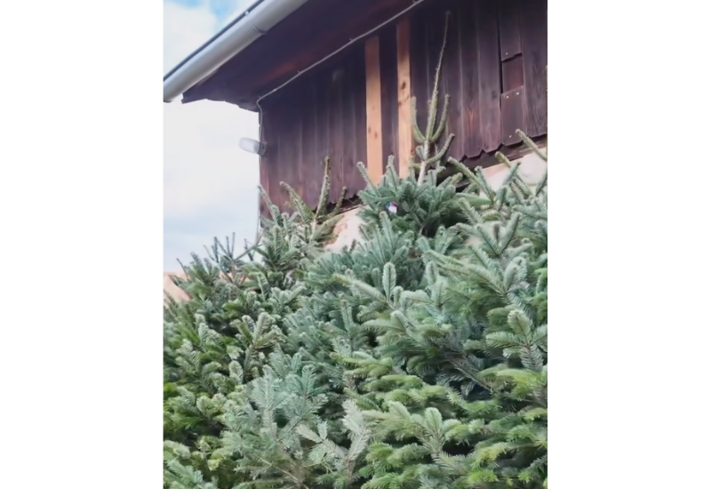 Вот так покупают елки в Австрии