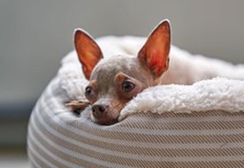 У домашних животных обнаружили новую опасную для людей инфекцию