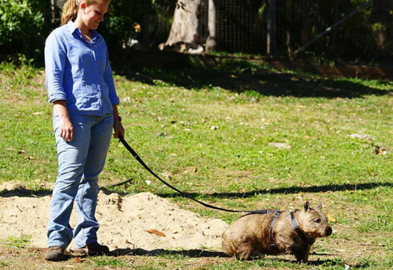 Идеальная работа в Австралии