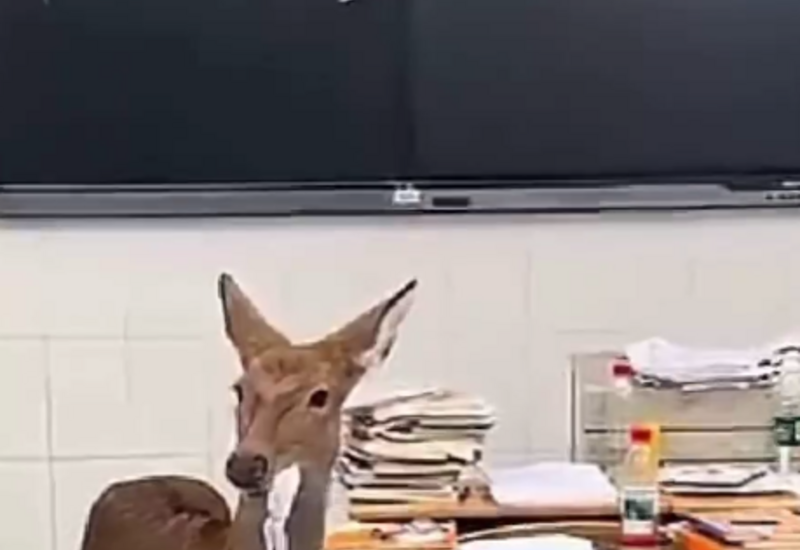 В Китае олень зашёл в школу и съел задание ученика