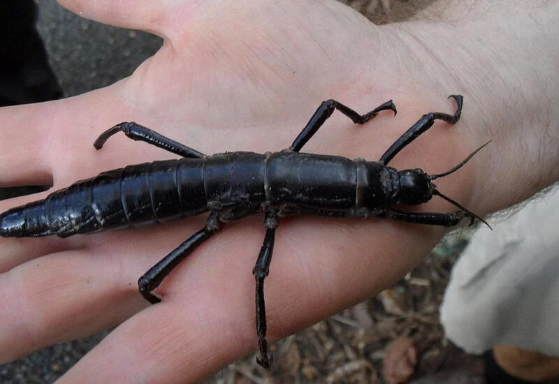 Это насекомое более 70 лет считалось вымершим, пока ученые случайно не обнаружили его