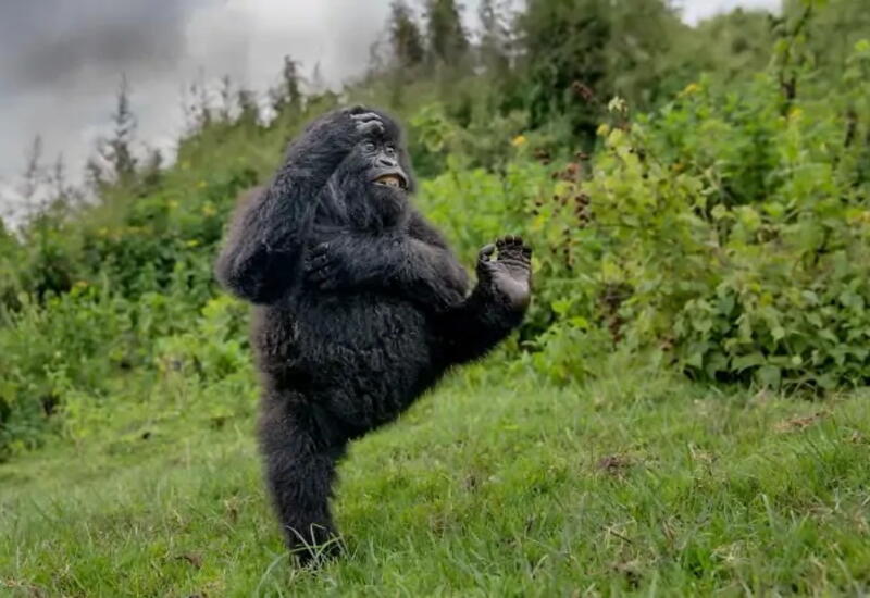Названа самая смешная фотография дикой природы 2025 года