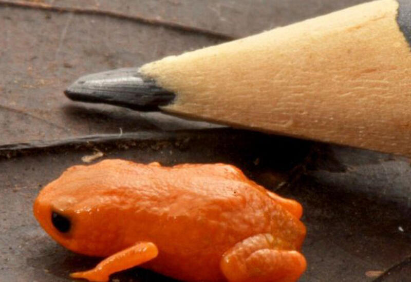 В Бразилии открыли новый вид лягушек