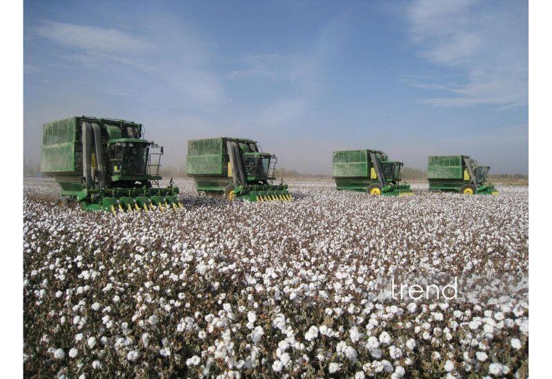 В Азербайджане зафиксирован самый высокий показатель урожайности хлопка с 2000 года