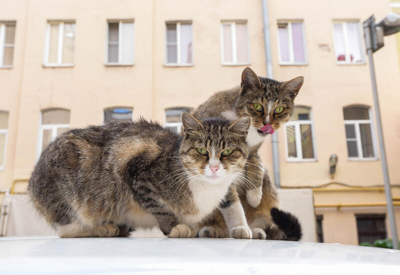 У кошек обнаружили неожиданную «визитную карточку»