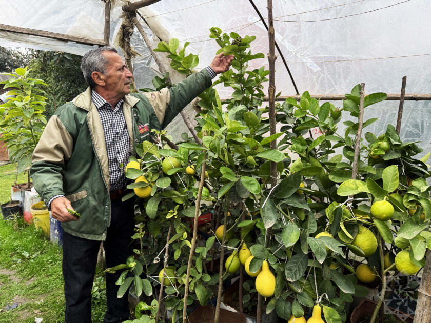 В Азербайджане выращивают новый вид цитрусовых