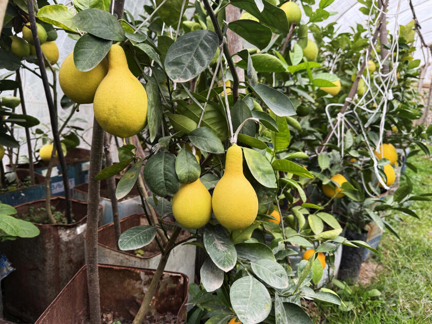 В Азербайджане выращивают новый вид цитрусовых