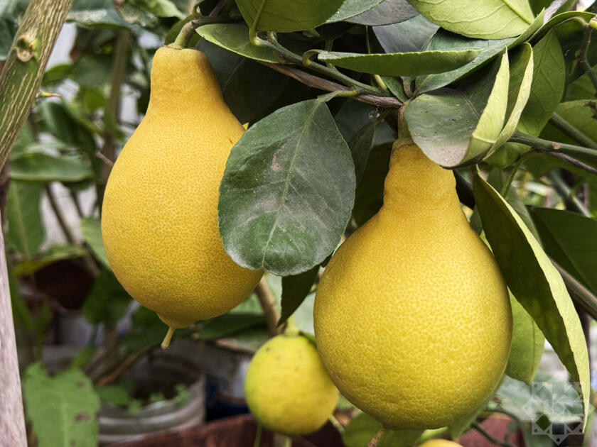 В Азербайджане выращивают новый вид цитрусовых