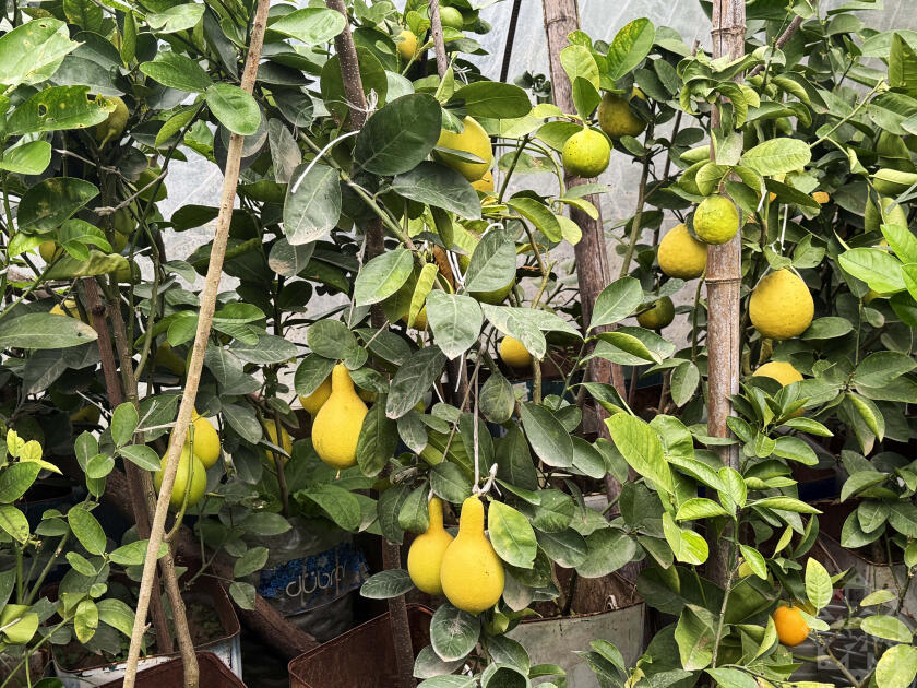 В Азербайджане выращивают новый вид цитрусовых