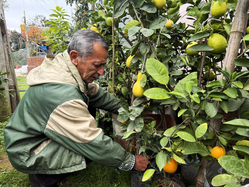 В Азербайджане выращивают новый вид цитрусовых