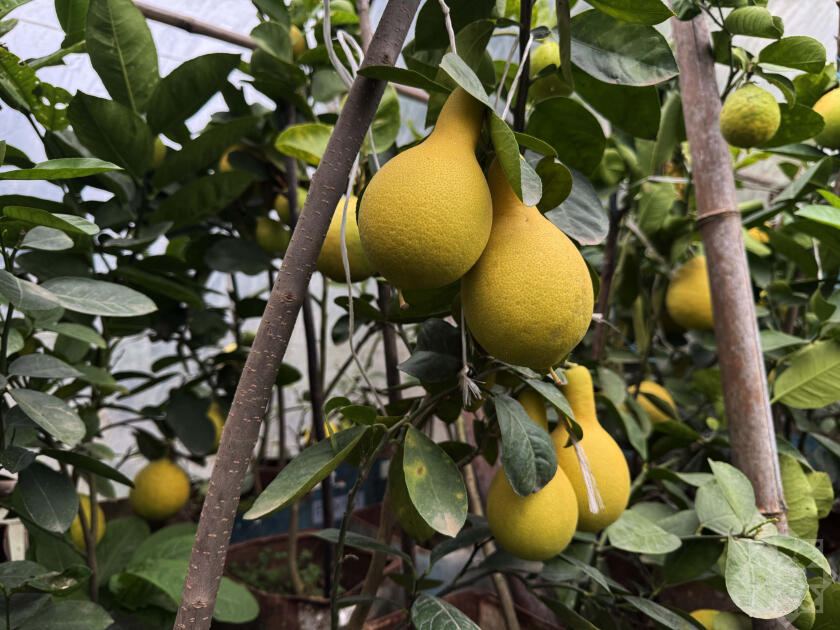 В Азербайджане выращивают новый вид цитрусовых