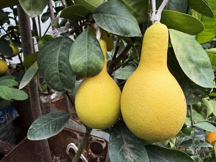 В Азербайджане выращивают новый вид цитрусовых