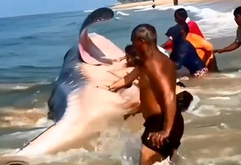 Выброшенного на берег кита спасли от неминуемой смерти