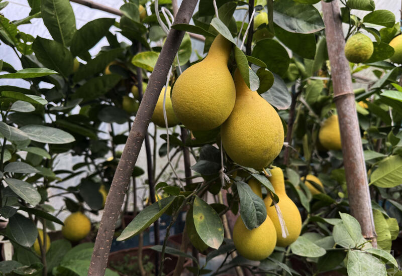 В Азербайджане выращивают новый вид цитрусовых