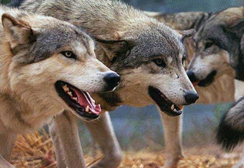 Ucarda canavarlar kəndə hücum etdi