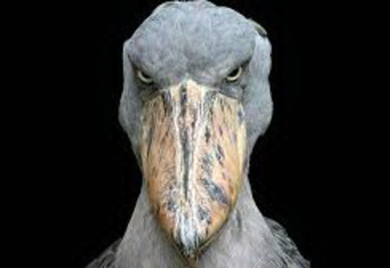 В Африке показали, как подружиться с китоглавом