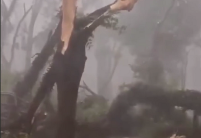 Шквалистый ветер ломает деревья в Бразилии